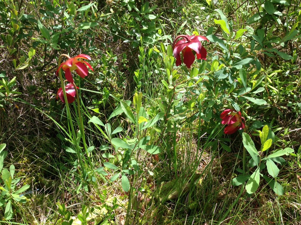 pondicherry wildlife refuge main trail system trail finder pondicherry wildlife refuge main