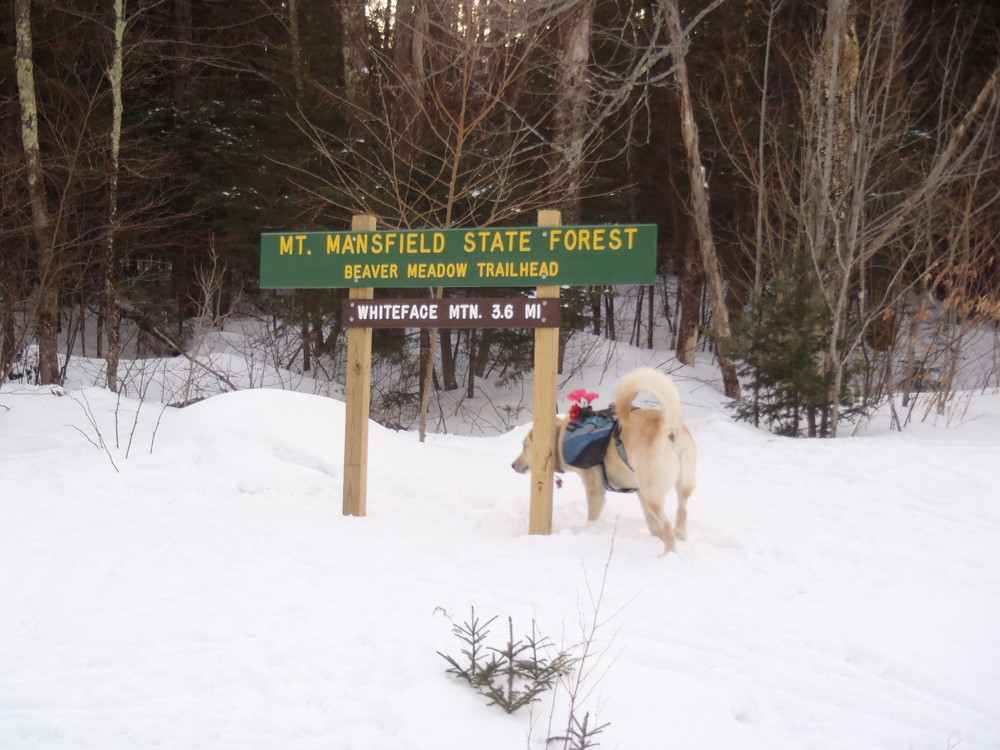 Mount Mansfield State Forest Beaver Meadow Trail Finder