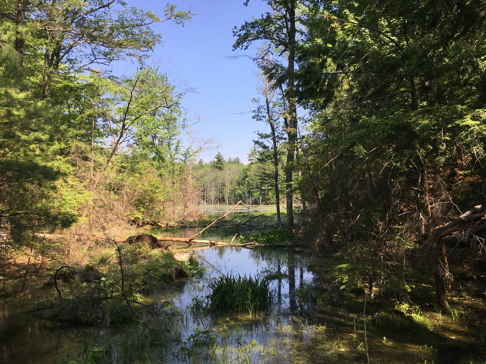 Howard Swain Memorial Forest - Southeast Land Trust of NH - Trail Finder