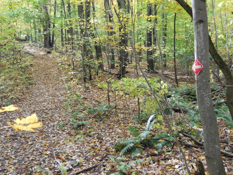 Hinesburg Town Forest Trail Finder