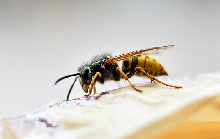 a yellow jacket wasp crawling on a nest