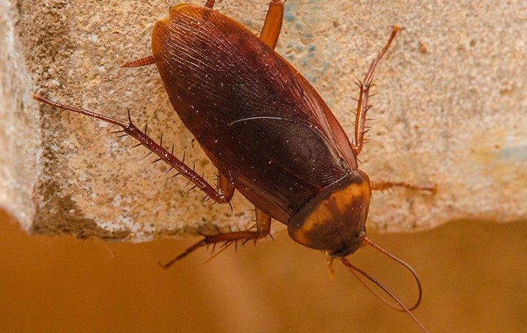 american cockroach on a brick