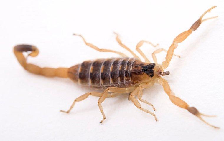 a scorpion on a kitchen floor