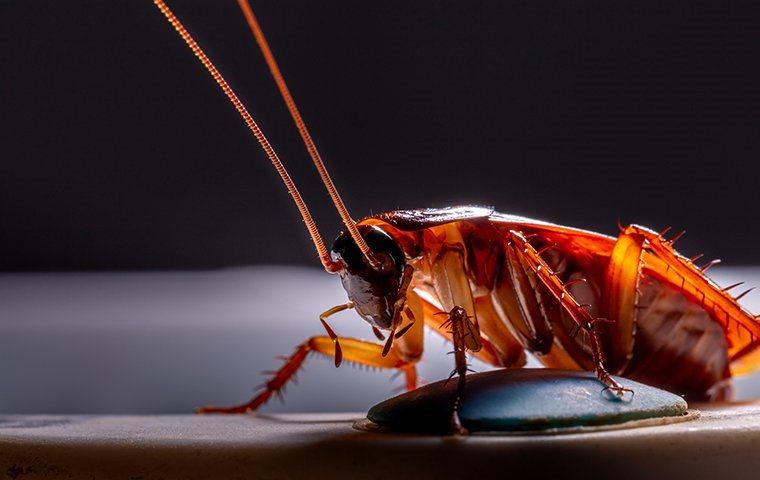 American cockroach in the dark