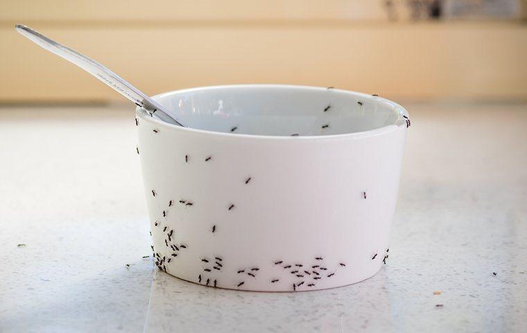 ants on a white bowl