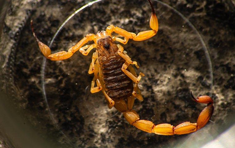 a scorpion in a glass cup
