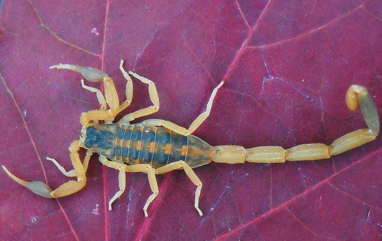 a bark scorpion on a leaf in a yard.