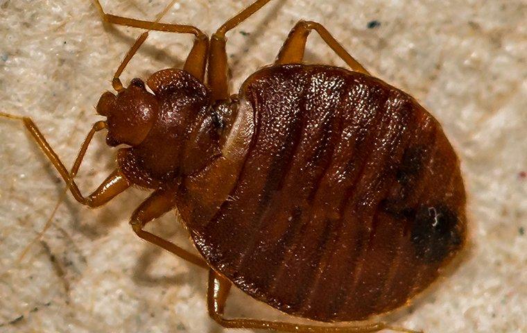 a bed bug infesting furniture