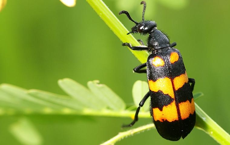 Why You Should Beware Blister Beetles