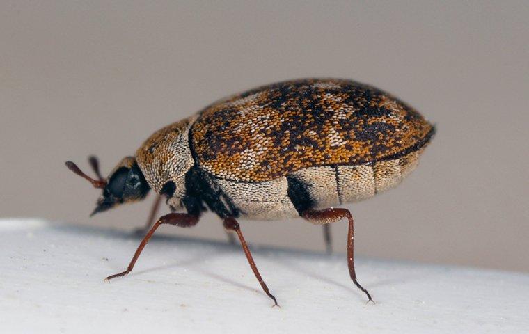 a carpet beetle crawling on a dresser in a home