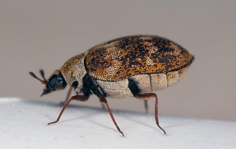 carpet beetle on the surface of home