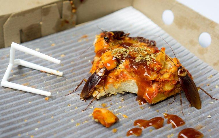 cockroaches crawling on pizza