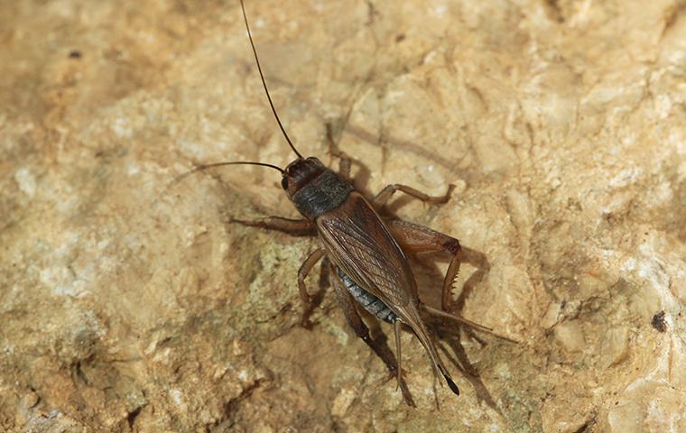 cricket on a rock