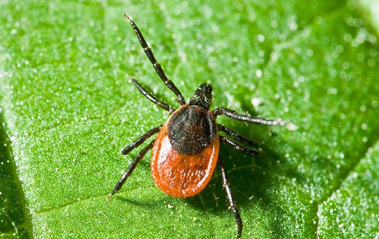 Deer tick