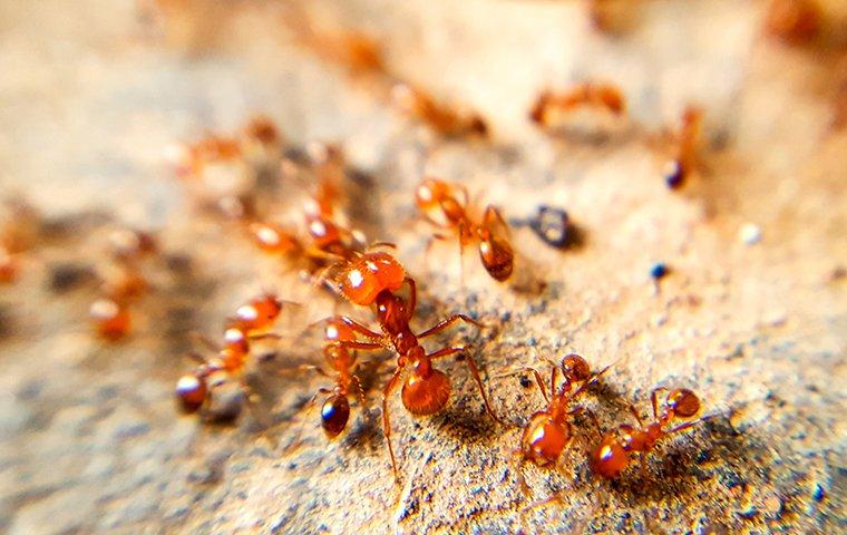 fire ants on a hill