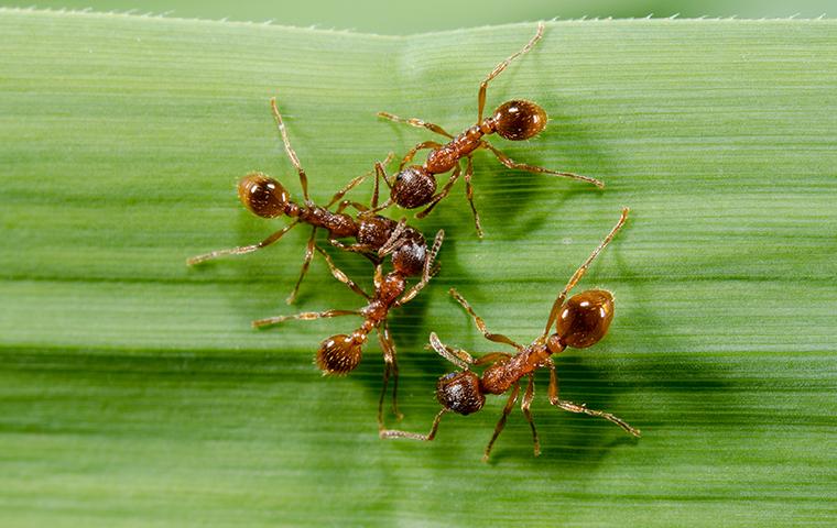 fire ants crawling on a leaf