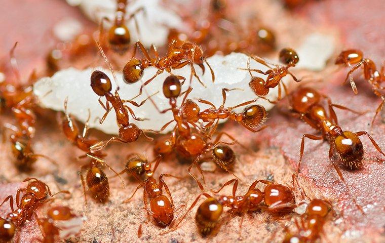 up close image of fire ants swarming in a yard