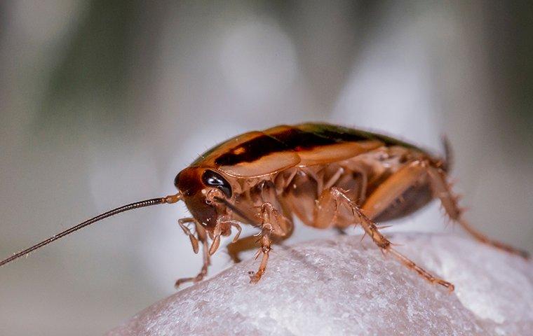 german cockroach on a rock eating