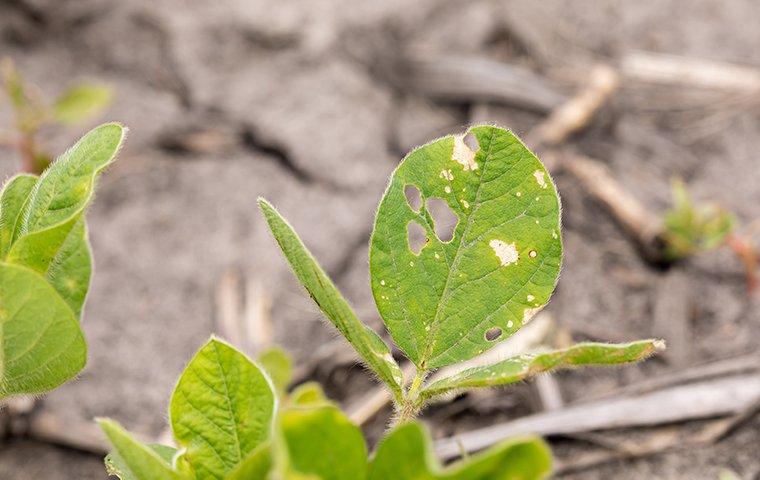 leaves eaten by bugs