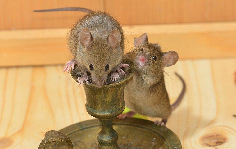 two mice crawling on furniture inside a home