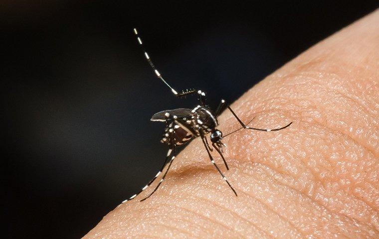 mosquito biting a finger