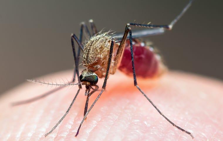 a mosquito biting a human finger