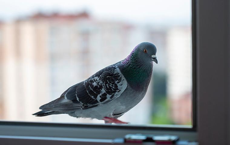 a pigeon on a windowsill