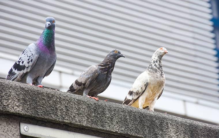 pigeons perched outside a business