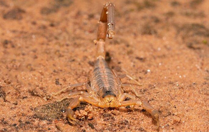 a phoenix scorpion crawling on the ground