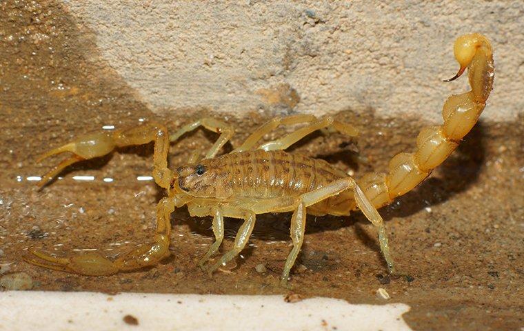 Diy Ways To Kill Scorpions Safely