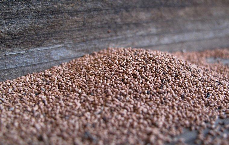 a pile of termite frass on a piece of wood