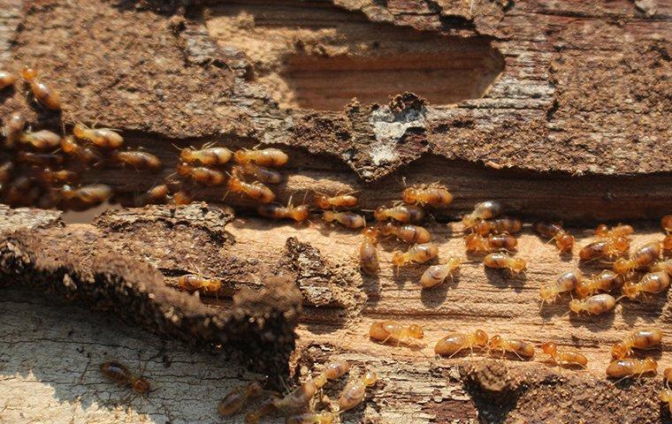 hundreds of termites damaging wood in a home