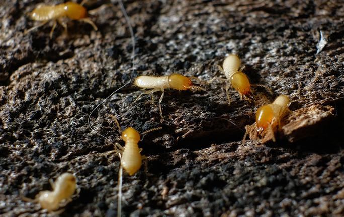 termites in the dark