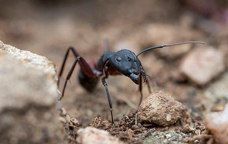 carpenter ant in dirt