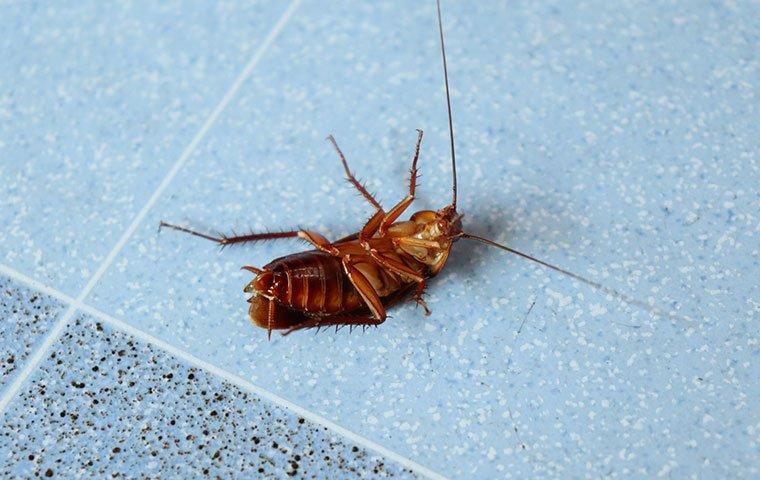 a dead cockroach on a bathroom floor