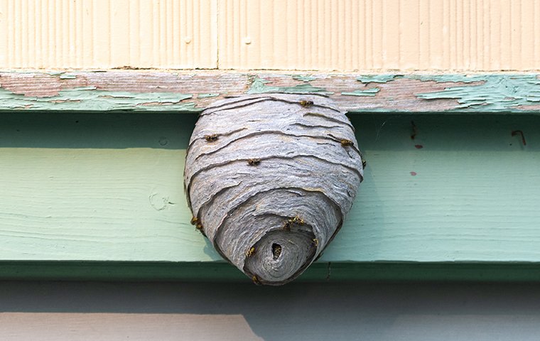 bee hive on a house