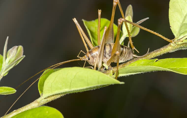 cricket on plant