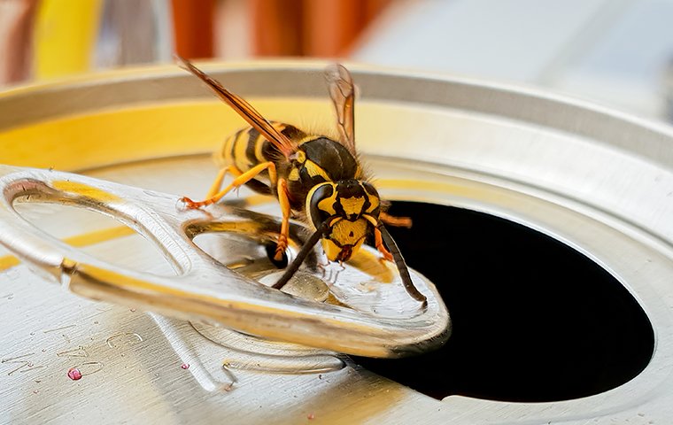 wasp on soda can
