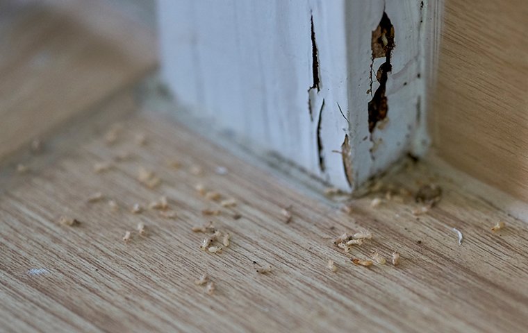 termite damage and visible termites