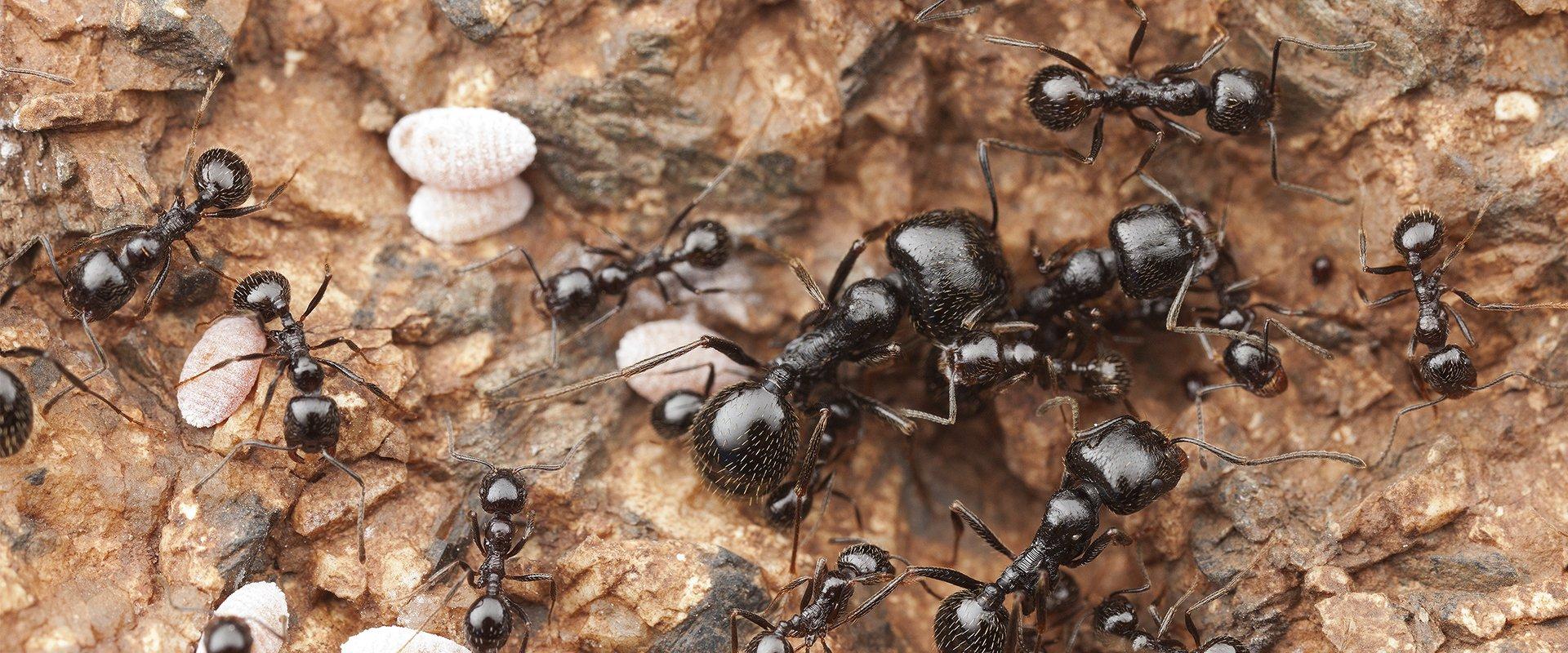 a group of harvester ants