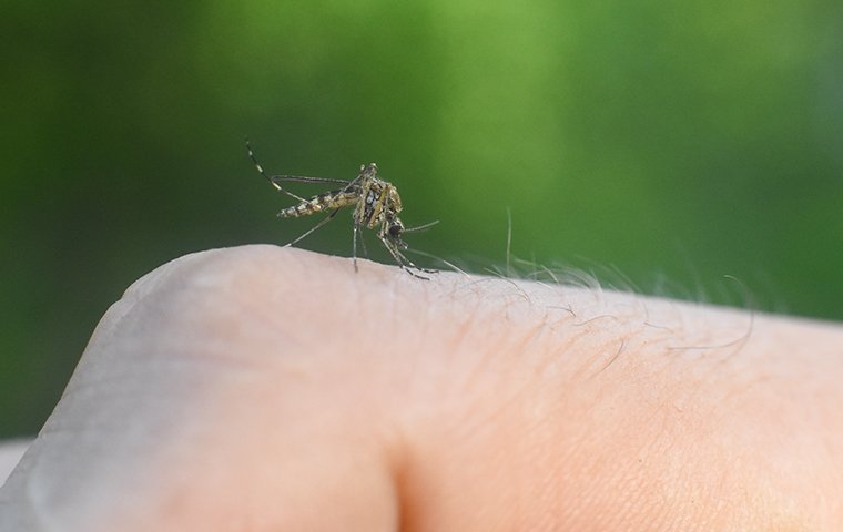 mosquito biting a homeowners hand