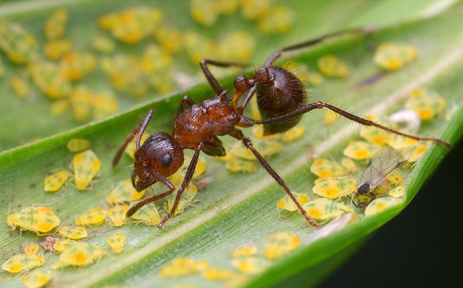 carpenter ant close up