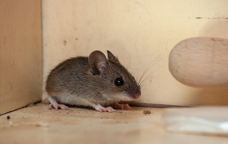 house mouse in kitchen cabinet