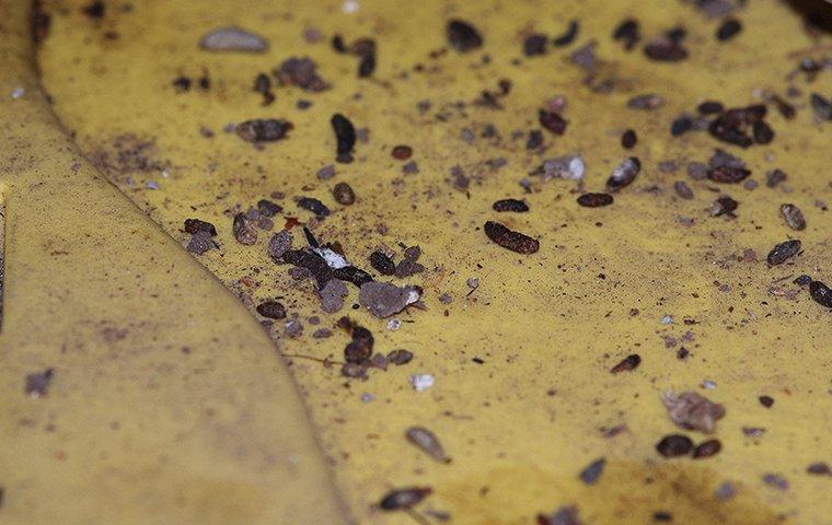 rodent droppings in a house