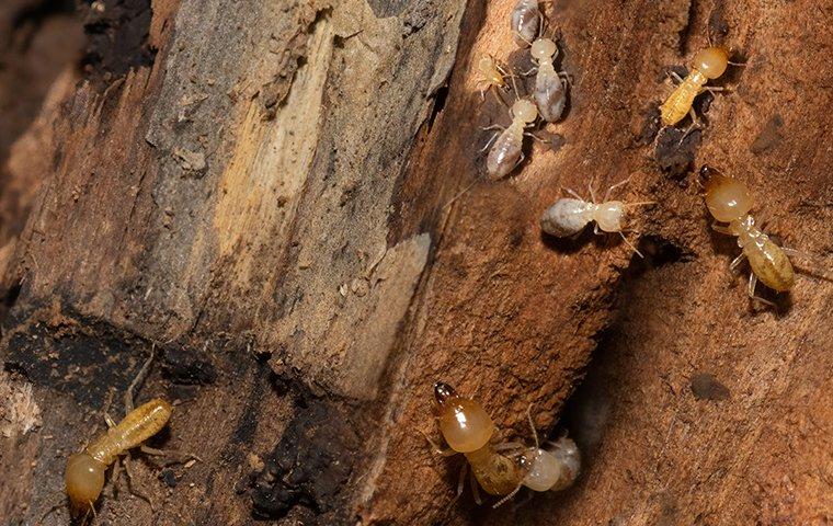 subterranean termites crawling on damaged wood