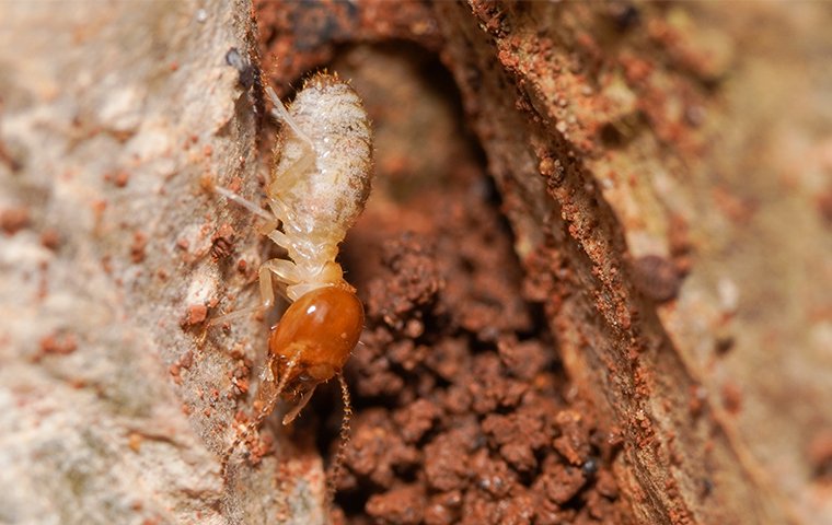a termite up close