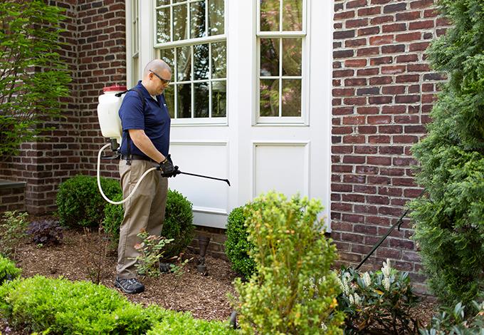 ant treatment