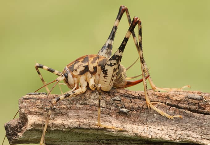 a camel cricket outside of a home in connecticut