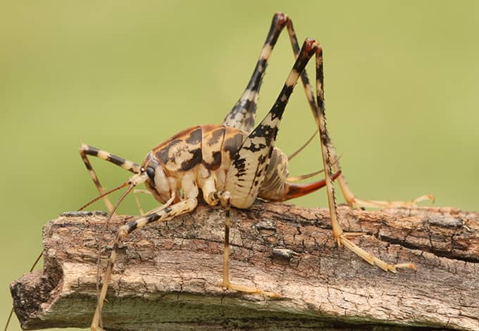 A Guide To Camel Crickets In New York & Connecticut | Parkway Pest Services