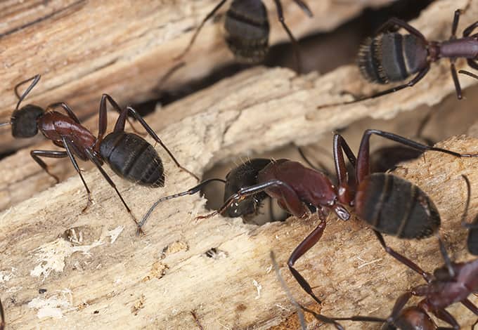 carpenter ants chewing through wood to create tunnels